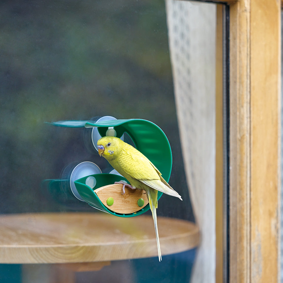 Nature Fun Window Bird Feeder